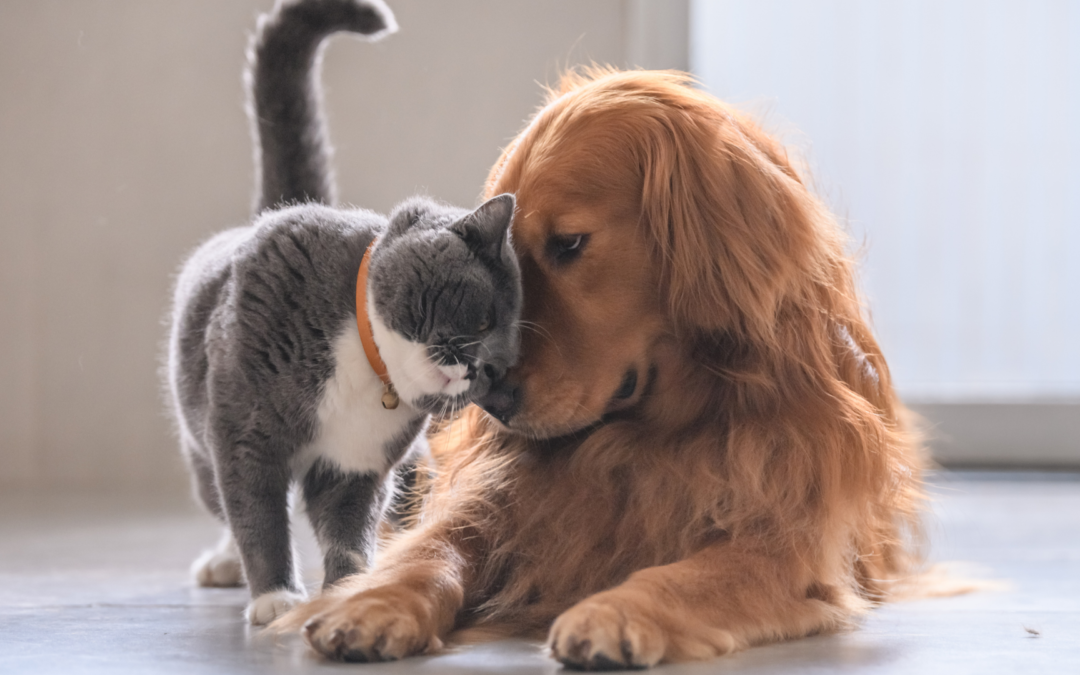 Year-Round Parasite Prevention for Pets