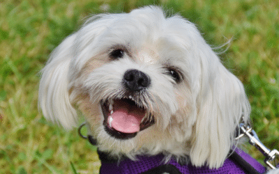 Prevention and Care for Dog Bite Injuries