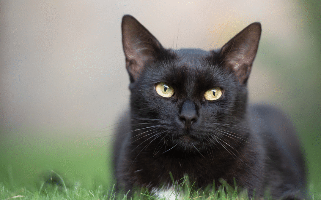 Fire Safety for Pets in Colorado Springs