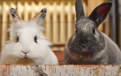 Thinking of Getting an Exotic Pet This Holiday Season? Read This First