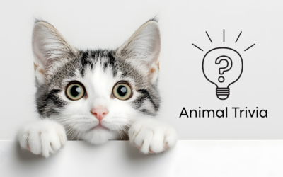 Vet Near Me Quiz – Are You Smarter Than a 5th Grader? Pet Edition | North Powers Animal Hospital