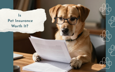 Is Pet Insurance Worth It in Colorado Springs?