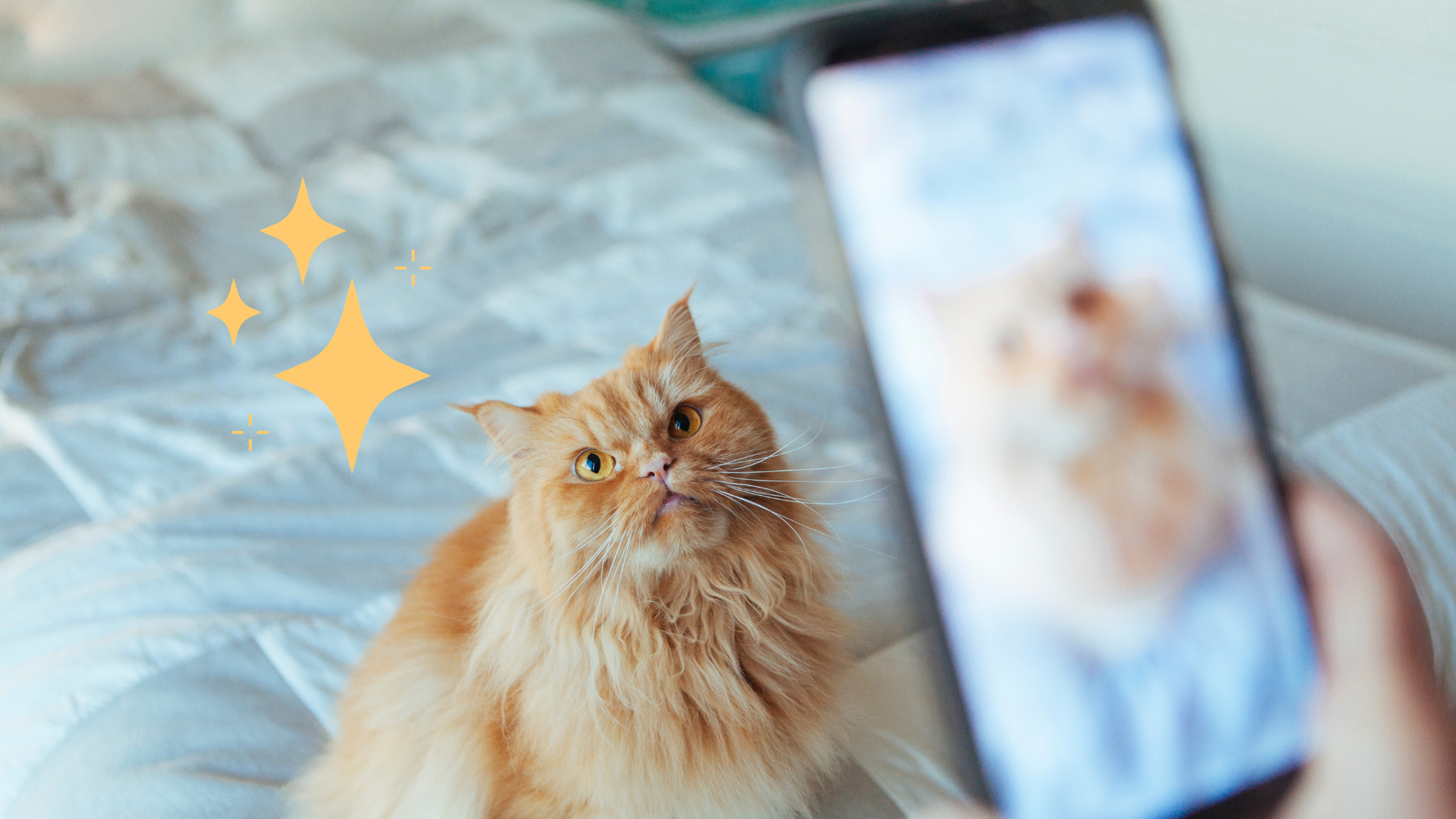 Taking an Orange Cat Photo Using a camera to take a photo of an orange cat in Colorado Springs